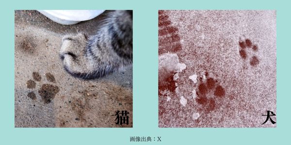 猫との犬の足跡