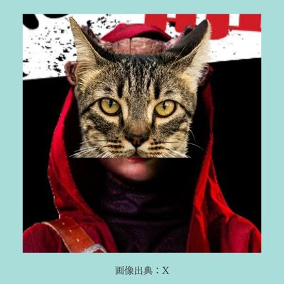 新空港占拠の猫とは?