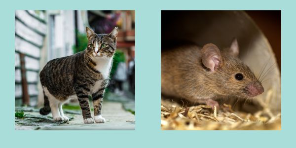 猫と鼠(新空港占拠)